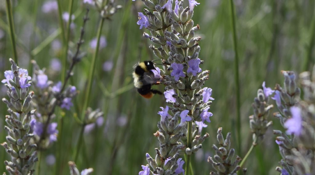 Bombus cfr. lapidarius decipiens, Apidae